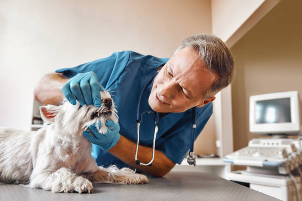Best Emergency Root Canal Treatment in Catawba, SC